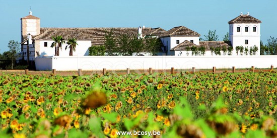 Tekna Nautic MONTROSE WALL-LED-Dunkelbronze-Klarglas.